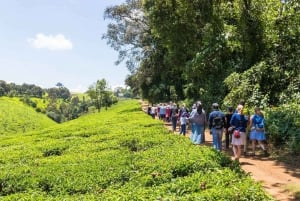 De Nairóbi: Passeio e almoço na fazenda de chá Kiambethu