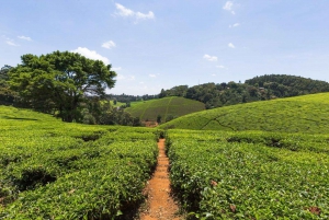 Depuis Nairobi : visite de la ferme de thé Kiambethu et déjeuner
