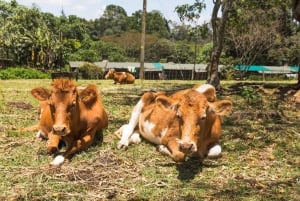 Fra Nairobi: Omvisning og lunsj på Kiambethu Tea Farm