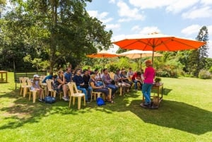 Vanuit Nairobi: Kiambethu Tea Farm Tour & Lunch