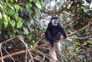Da Nairobi: Tour della fattoria del tè Kiambethu e pranzo