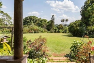 Da Nairobi: Tour della fattoria del tè Kiambethu e pranzo