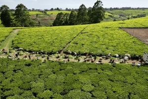Da Nairobi: Tour della fattoria del tè Kiambethu e pranzo