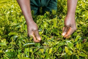 Из Найроби: экскурсия на чайную ферму Киамбету и обед