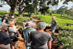 Из Найроби: экскурсия на чайную ферму Киамбету и обед