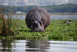 Au départ de Nairobi : Excursion d'une journée au lac Naivasha et au parc Hell's Gate