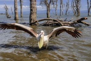 Au départ de Nairobi : Excursion d'une journée au lac Naivasha et au parc Hell's Gate