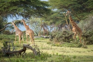 From Nairobi: Lake Naivasha & Crescent Island Walking Safari