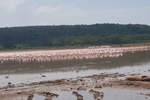 Da Nairobi: Escursione di un giorno al Parco Nazionale del Lago Nakuru