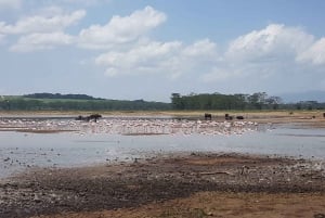 Da Nairobi: Escursione di un giorno al Parco Nazionale del Lago Nakuru