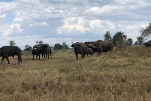 Da Nairobi: Escursione di un giorno al Parco Nazionale del Lago Nakuru