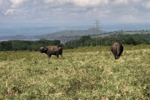 Da Nairobi: Escursione di un giorno al Parco Nazionale del Lago Nakuru
