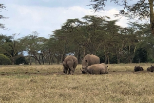 Da Nairobi: Escursione di un giorno al Parco Nazionale del Lago Nakuru