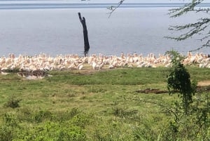 Da Nairobi: Escursione di un giorno al Parco Nazionale del Lago Nakuru