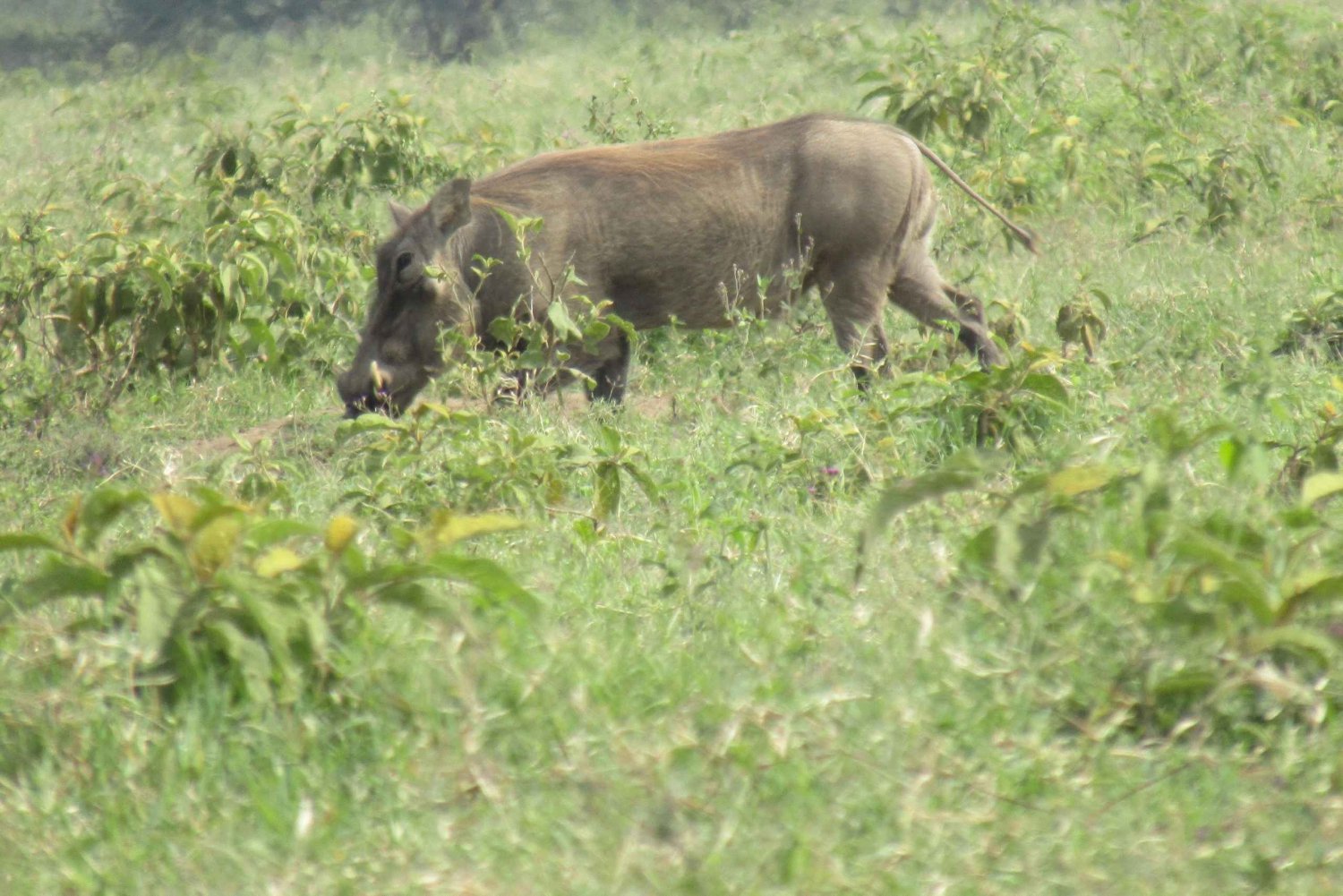 Da Nairobi: Escursione di un giorno al Parco Nazionale del Lago Nakuru