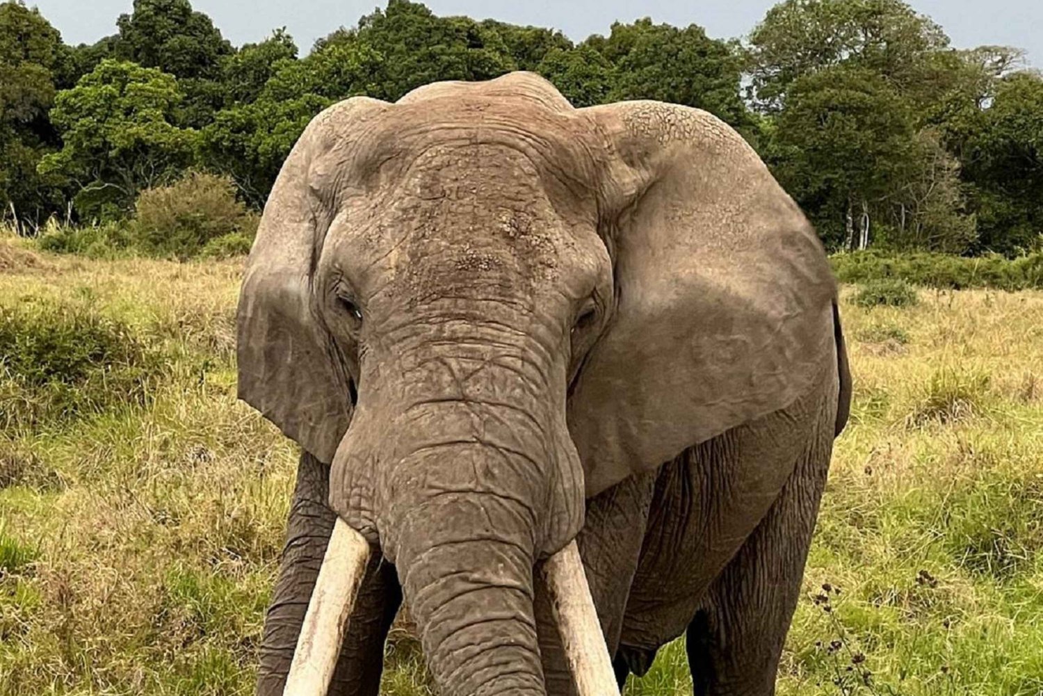 Desde Nairobi: excursión de un día al Parque Nacional del Lago Nakuru
