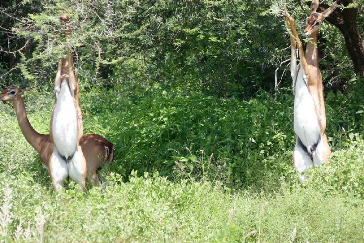 Desde Nairobi: excursión de un día al Parque Nacional del Lago Nakuru