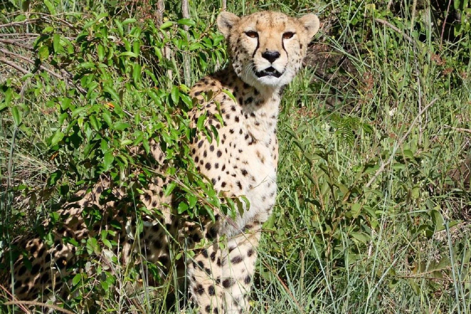 Desde Nairobi: excursión de un día al Parque Nacional del Lago Nakuru