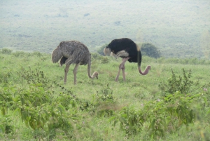 Da Nairobi: Escursione di un giorno al Parco Nazionale del Lago Nakuru