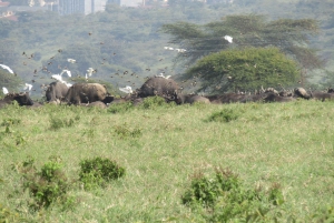 Da Nairobi: Escursione di un giorno al Parco Nazionale del Lago Nakuru
