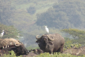 Da Nairobi: Escursione di un giorno al Parco Nazionale del Lago Nakuru