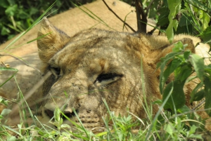 Da Nairobi: Escursione di un giorno al Parco Nazionale del Lago Nakuru