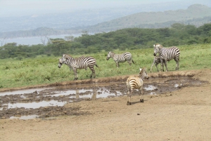 Da Nairobi: Escursione di un giorno al Parco Nazionale del Lago Nakuru