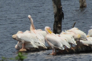Da Nairobi: Escursione di un giorno al Parco Nazionale del Lago Nakuru