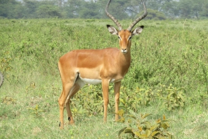 Da Nairobi: Escursione di un giorno al Parco Nazionale del Lago Nakuru