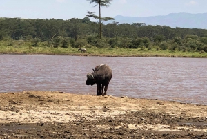 Da Nairobi: Escursione di un giorno al Parco Nazionale del Lago Nakuru
