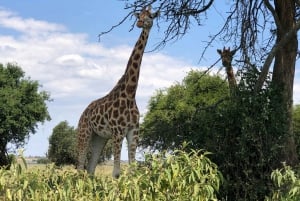 Da Nairobi: Escursione di un giorno al Parco Nazionale del Lago Nakuru