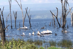 Da Nairobi: Escursione di un giorno al Parco Nazionale del Lago Nakuru