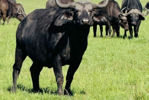 Da Nairobi: Escursione di un giorno al Parco Nazionale del Lago Nakuru