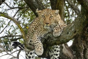 Desde Nairobi: excursión de un día al Parque Nacional del Lago Nakuru