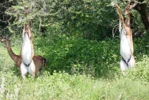 Desde Nairobi: excursión de un día al Parque Nacional del Lago Nakuru