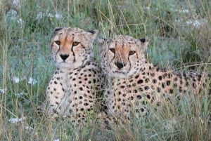 Desde Nairobi: excursión de un día al Parque Nacional del Lago Nakuru