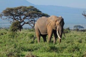Desde Nairobi: excursión de un día al Parque Nacional del Lago Nakuru