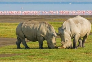 Desde Nairobi: excursión de un día al Parque Nacional del Lago Nakuru