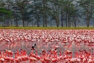 Desde Nairobi: excursión de un día al Parque Nacional del Lago Nakuru