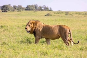 Desde Nairobi: excursión de un día al Parque Nacional del Lago Nakuru