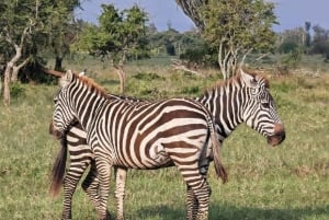 Desde Nairobi: excursión de un día al Parque Nacional del Lago Nakuru