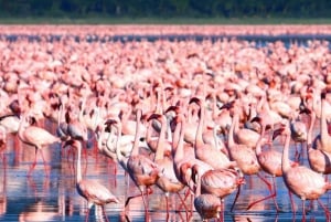 From Nairobi: Lake Nakuru National Park Full Day Tour