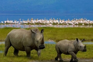 From Nairobi: Lake Nakuru National Park Full Day Tour