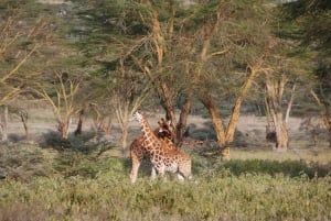 From Nairobi: Lake Nakuru National Park Full Day Tour