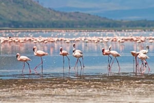 From Nairobi: Lake Nakuru National Park Full Day Tour