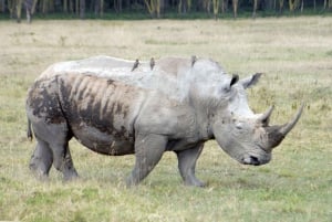 Vanuit Nairobi: Dagtocht naar de meren van Nakuru & Naivasha Nationaal Park