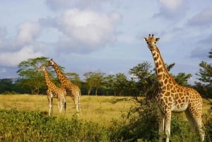 Vanuit Nairobi: Dagtocht naar de meren van Nakuru & Naivasha Nationaal Park
