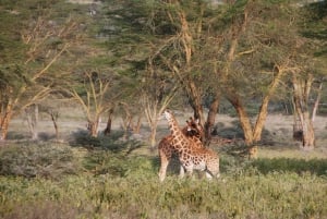 Vanuit Nairobi: Dagtocht naar de meren van Nakuru & Naivasha Nationaal Park