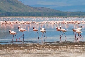 Vanuit Nairobi: Dagtocht naar de meren van Nakuru & Naivasha Nationaal Park