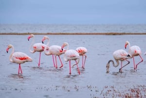 Vanuit Nairobi: Dagtocht naar de meren van Nakuru & Naivasha Nationaal Park